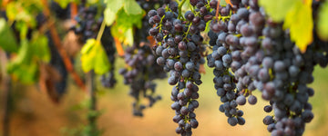 Best Filtration Practices in a Winery Process