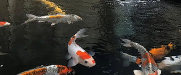 Case Study – Koi Water Barn