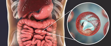 What Is Cryptosporidium?