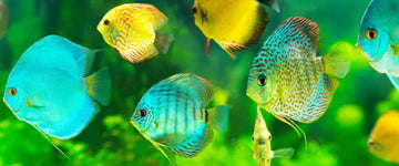 Case Study – Devotedly Discus