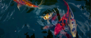 Gasping Fish – Oxygen Crash