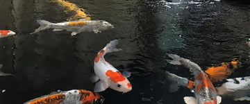Case Study – Koi Water Barn