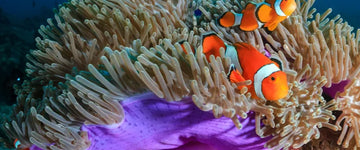 Case Study – Maidenhead Aquatics