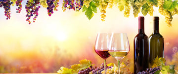 Wine Diversity & How Filtration Can Prevent Contamination in Wine Production