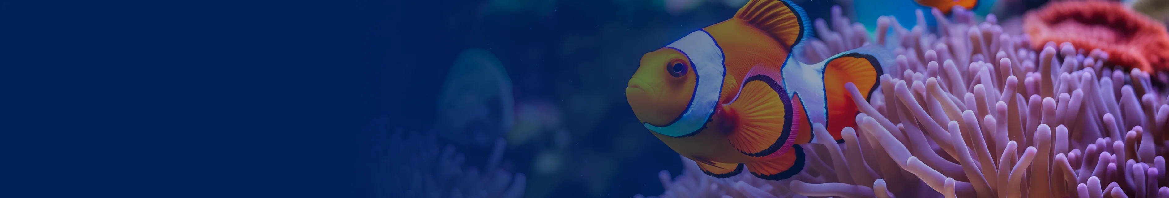 slider image slider_item_Cjjgmc