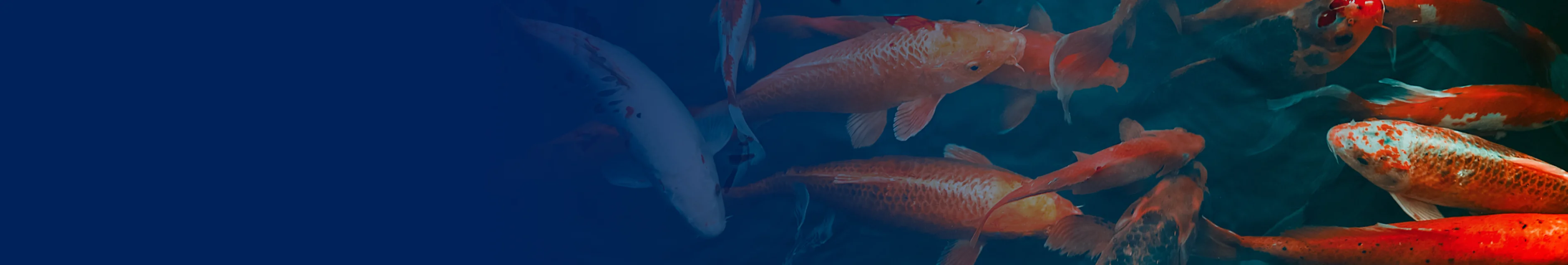 slider image slider_item_Cjjgmc