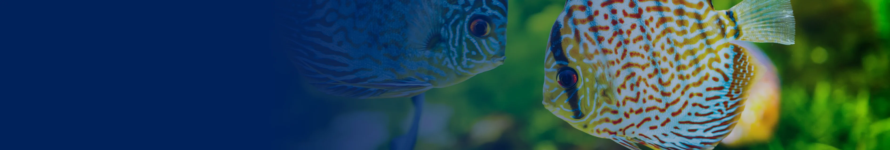 slider image slider_item_Cjjgmc